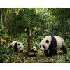 Panda s mláďaty a doplňky - ZooLandia